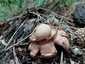 Hármas csillaggomba (Geastrum michelianum), Budai-hegység